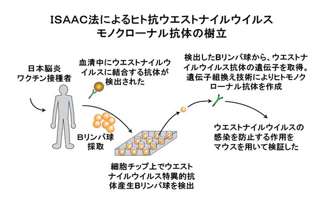 ISAAC法によるヒト抗ウエストナイルウイルス　モノクローナル抗体の樹立