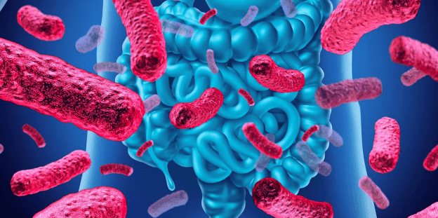 腸管と腸内フローラ(イメージ)