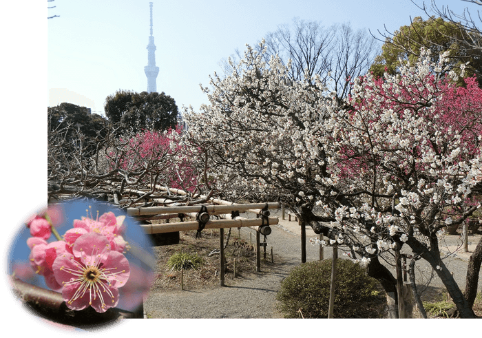 梅開花期の園内の様子(過年度)