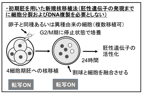 （図2）本研究により発展した新規核移植法