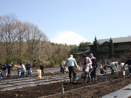 富士山のふもとで高原野菜の植え付け~収穫までを体験!