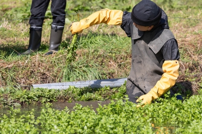 寒くなるほど香り高くなるせりは、水質や温度など繊細な管理のもとで育つ