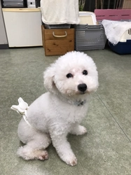 “犬のツボ押し”で、しつけの問題をピタッと解決！ 愛犬用グッズ『ぶるぴた』の売上が2ヵ月で2,500個突破