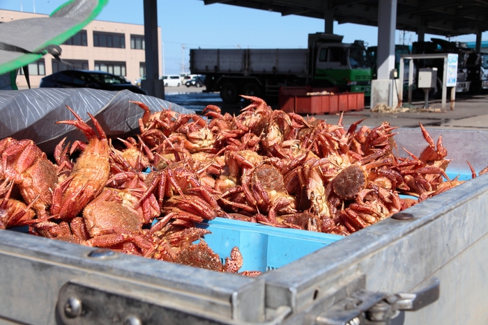 流氷明け毛ガニは3月から!
