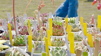 GreenSnap Marche(2)