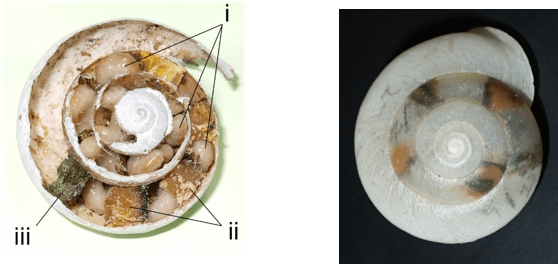 図4 左:クチベニマイマイの空き殻の巣で育つ幼虫。((i)幼虫、(ii)幼虫の餌となる花粉団子、(iii)一番外側の栓)。右:人工殻に営巣した様子。