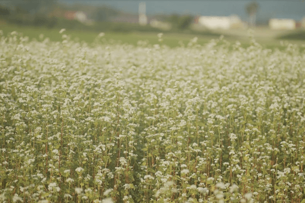 ソバの生産で有名な幌加内。寒さは厳しいが豊かな自然環境である。