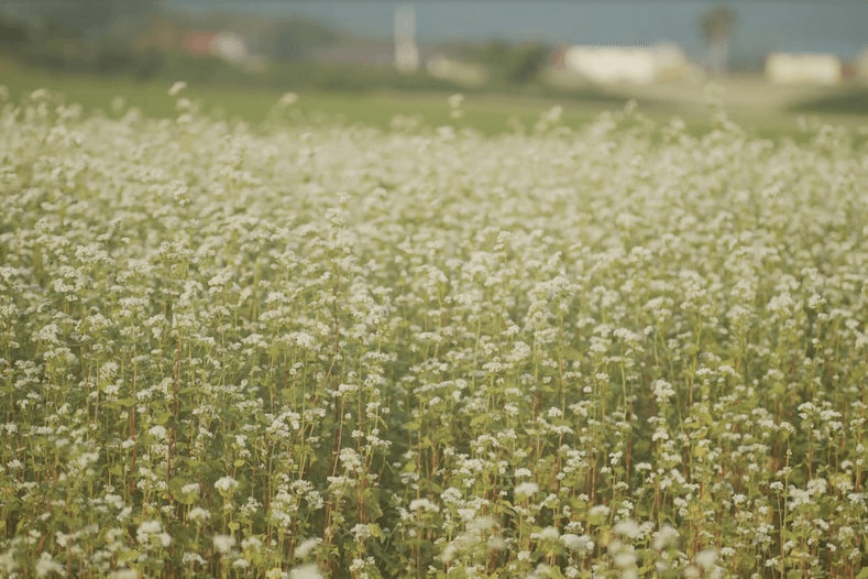 ソバの生産で有名な幌加内。寒さは厳しいが豊かな自然環境である。