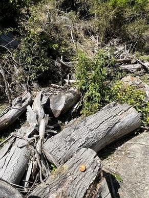 京都華厳寺 鈴虫寺(5)