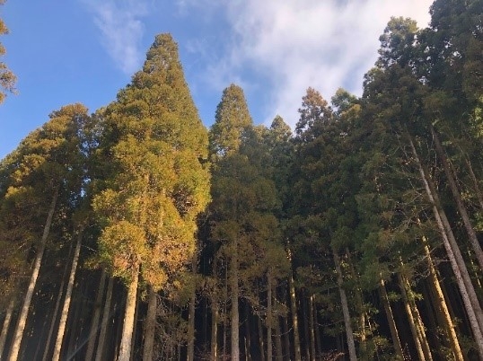 町有林1