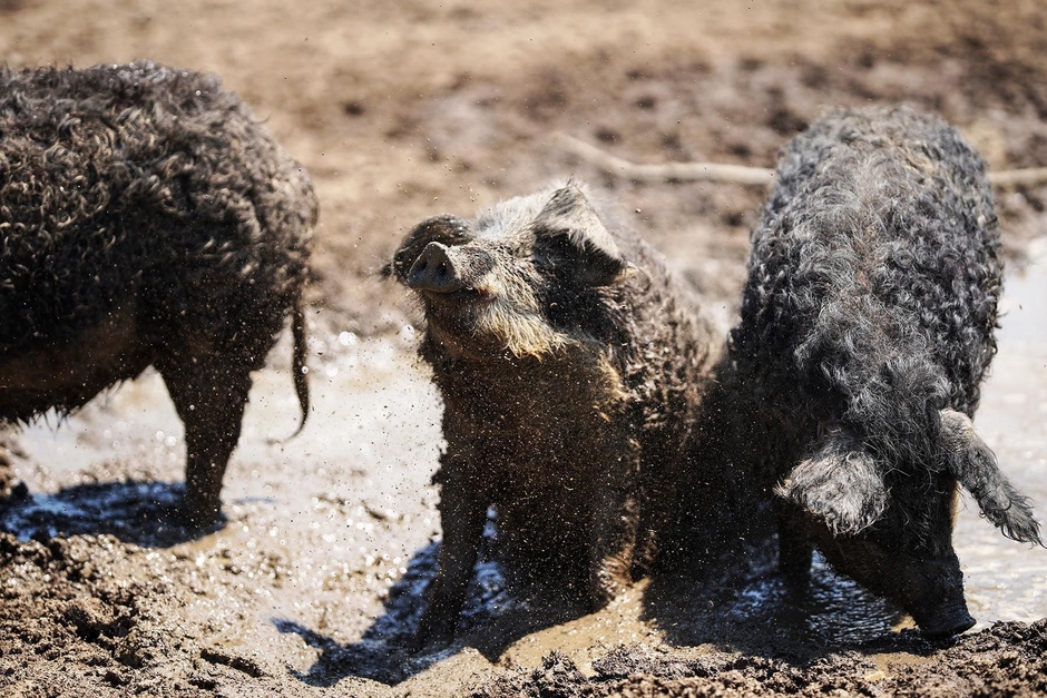 十勝ロイヤルマンガリッツァ豚(1)