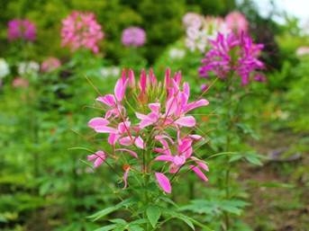 クレオメ (7月~9月上旬)