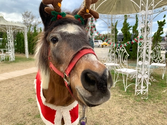 淡路島 のじまスコーラでクリスマスイベントを開催！ ～ 動物との写真撮影やクリスマス限定メニューが楽しめる ～