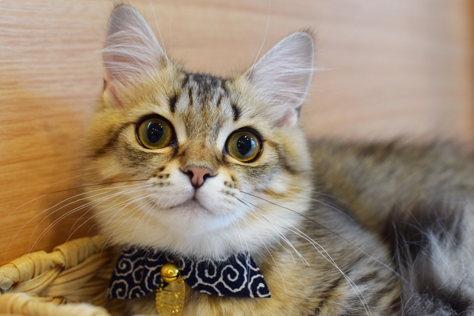 猫6