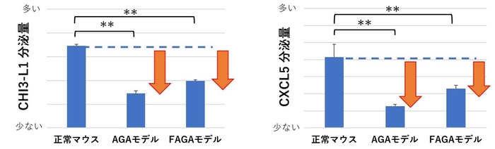 図4：脱毛症モデルマウスでは、CHI3-L1とCXCL5の分泌量が低下していることを確認