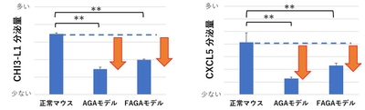 図4:脱毛症モデルマウスでは、CHI3-L1とCXCL5の分泌量が低下していることを確認