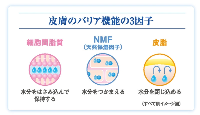 皮膚のバリア機能の3因子