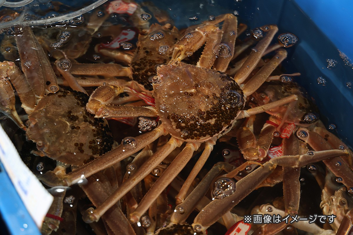 【北陸ローカライズプロジェクト第2弾。地元の本物の素晴らしさを、直接お客様へ】
大江戸温泉物語グループが11月6日(金)カニ漁解禁の「初競り」へ初参加!
