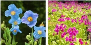 【左】ヒマラヤの青いケシ 【右】クリンソウ