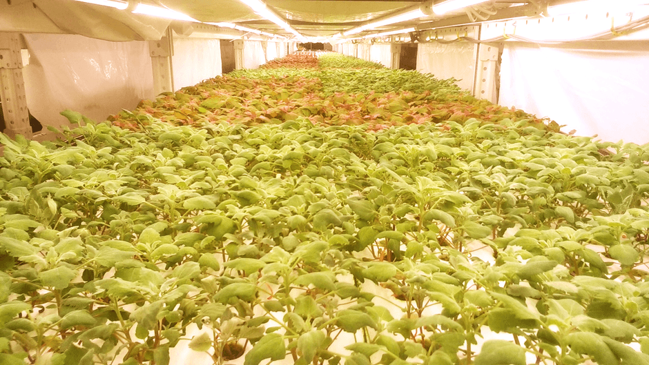 水耕栽培されているキヌアベビーリーフ