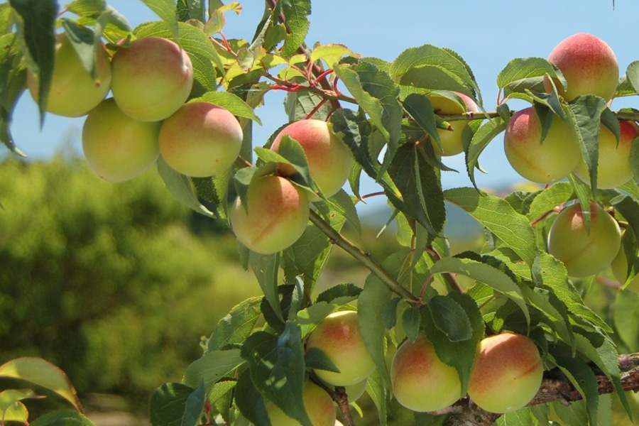 和歌山県産南高梅