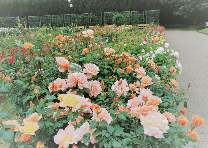 5月10日のバラの様子
