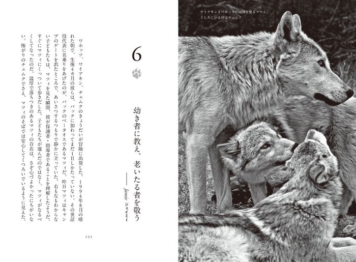 『オオカミの知恵と愛ソートゥース・パックと暮らしたかけがえのない日々』中面