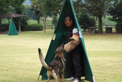 迫力ある警察犬訓練の様子