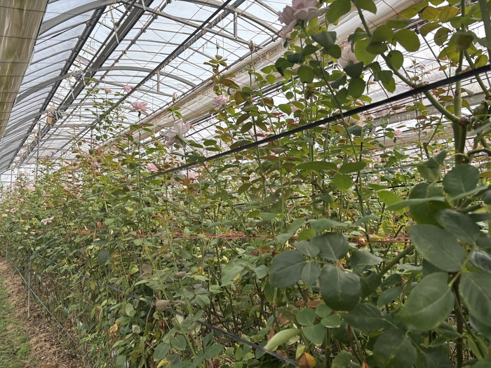 土から逞しく伸びる「ブルームーン」