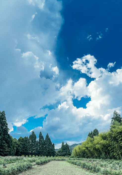 摘み取り園風景1