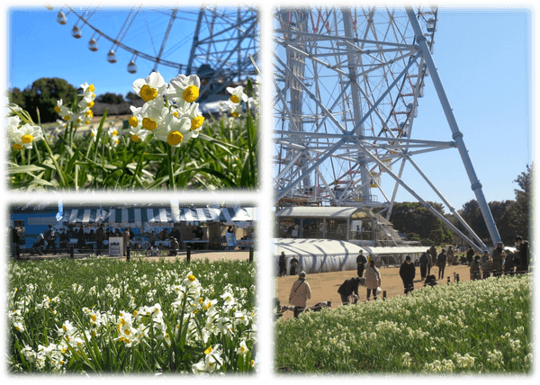 葛西臨海公園のスイセン(令和7年2月の様子)