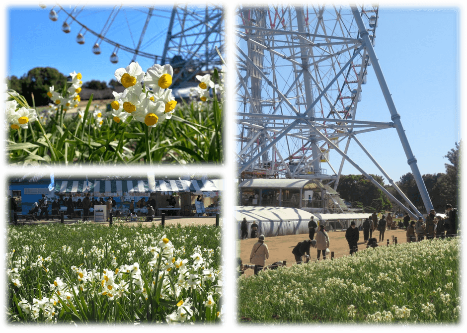 葛西臨海公園のスイセン(令和7年2月の様子)
