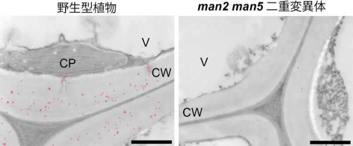 図4. 細胞壁グルコマンナンの免疫電子顕微鏡観察　グルコマンナン特異的な抗体で検出し、細胞壁のグルコマンナンは青色、細胞内のグルコマンナンはピンク色のドットで表している。CP, 葉緑体；CW, 細胞壁；V, 液胞。スケールバーは1µmを表す。