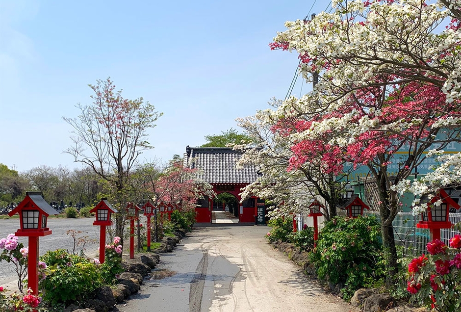 太田市大慶寺|ハナミズキ