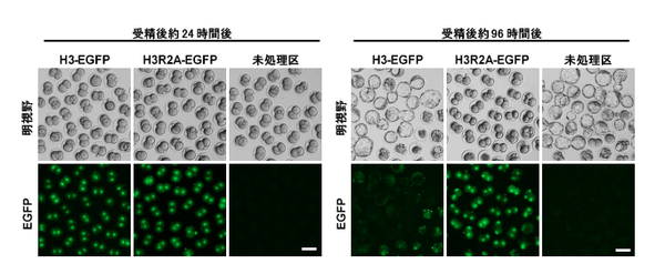 図1 野生型ヒストンH3または変異体ヒストンH3R2Aに緑色蛍光タンパク質（Enhanced green fluorescent protein：EGFP）を結合させた融合タンパク質を受精卵の核に取り込ませた場合、H3-EGFP試験区の受精卵は未処理区と変わらず胚盤胞期まで発生するのに対し、H3R2A-EGFP試験区は胚発生が2細胞期で停止したままである。スケールバー：100 μm