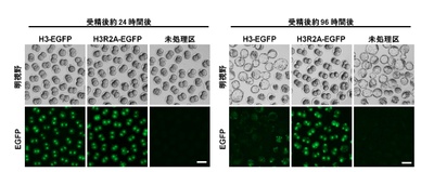 図1 野生型ヒストンH3または変異体ヒストンH3R2Aに緑色蛍光タンパク質（Enhanced green fluorescent protein：EGFP）を結合させた融合タンパク質を受精卵の核に取り込ませた場合、H3-EGFP試験区の受精卵は未処理区と変わらず胚盤胞期まで発生するのに対し、H3R2A-EGFP試験区は胚発生が2細胞期で停止したままである。スケールバー：100 μm