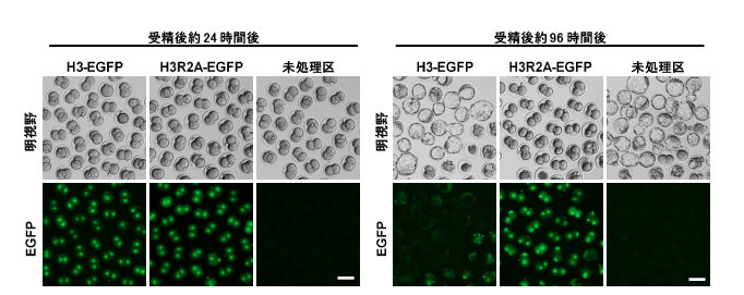 図1 野生型ヒストンH3または変異体ヒストンH3R2Aに緑色蛍光タンパク質（Enhanced green fluorescent protein：EGFP）を結合させた融合タンパク質を受精卵の核に取り込ませた場合、H3-EGFP試験区の受精卵は未処理区と変わらず胚盤胞期まで発生するのに対し、H3R2A-EGFP試験区は胚発生が2細胞期で停止したままである。スケールバー：100 μm