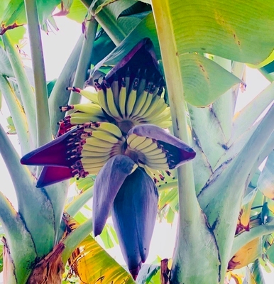ブルートバナナの花