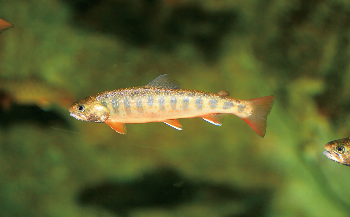 【名城大学】生物多様性を守るために、 人知れず絶滅の危機にある川の魚たちに光を当てる