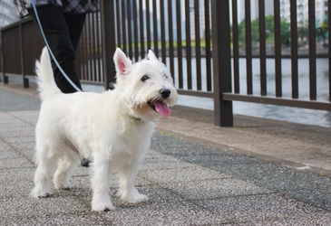 犬の散歩にはマナーがある！飼い主が知っておくべきマナーとは？