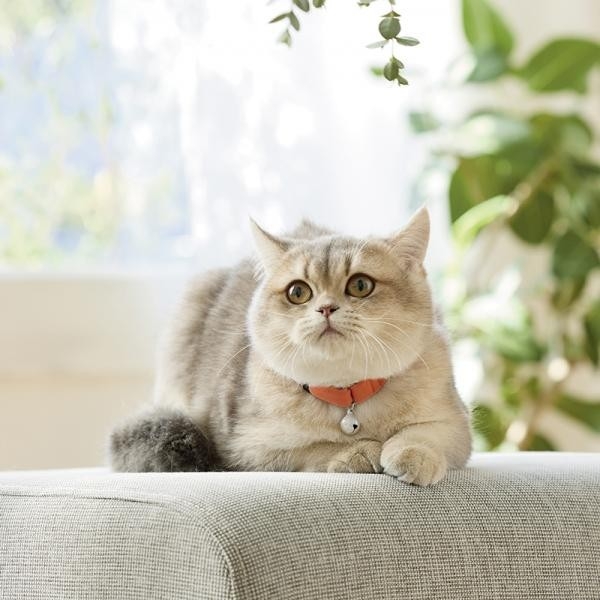 Ｓｉｐｐｏｌｅ　ふわふわのびーる猫首輪