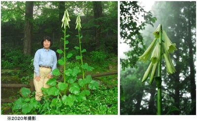 六甲高山植物園 まもなく開花！ 巨大な ヒマラヤウバユリ