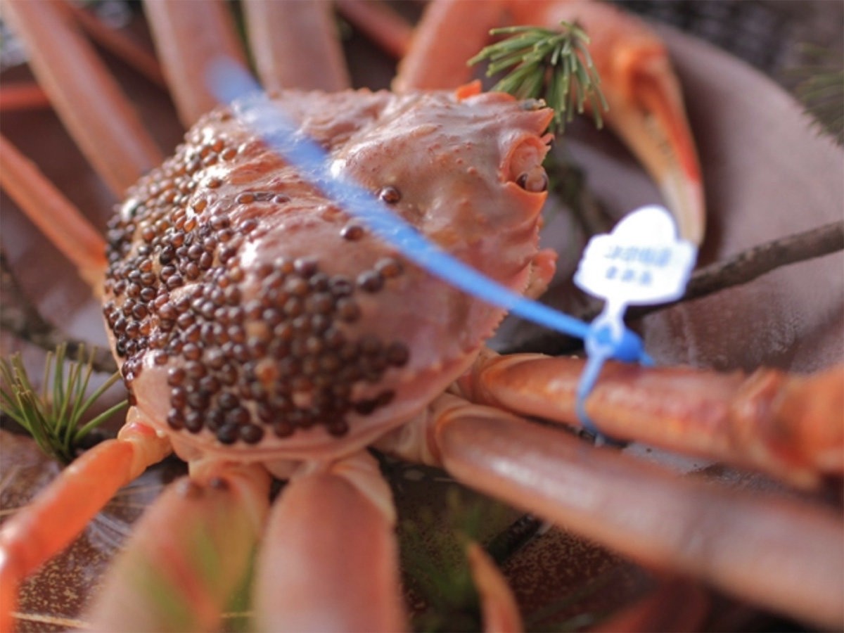 海の京都でカニづくし！6つの宿で堪能する多彩なカニ料理／京都府京丹後市 夕日ヶ浦温泉 佳松苑グループ