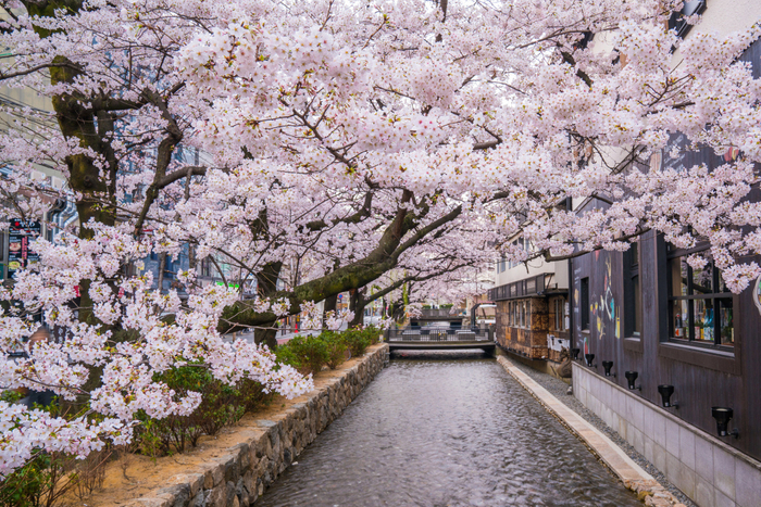 桜と木屋町の調和が美しい春の高瀬川