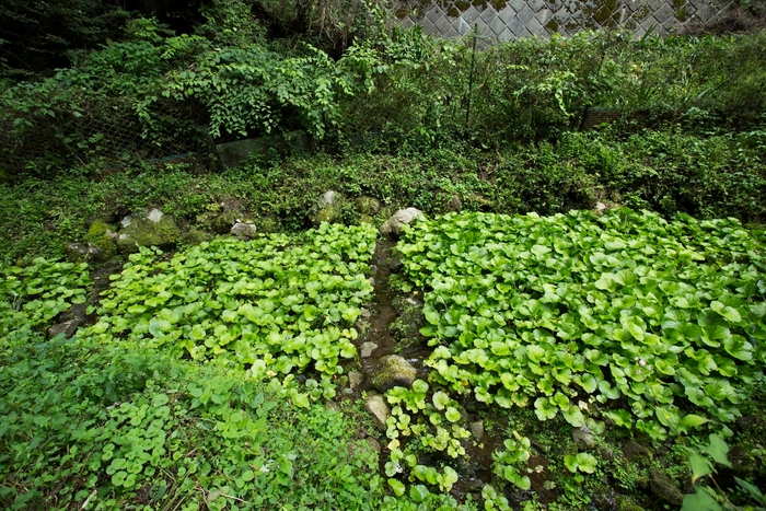 ワサビ田