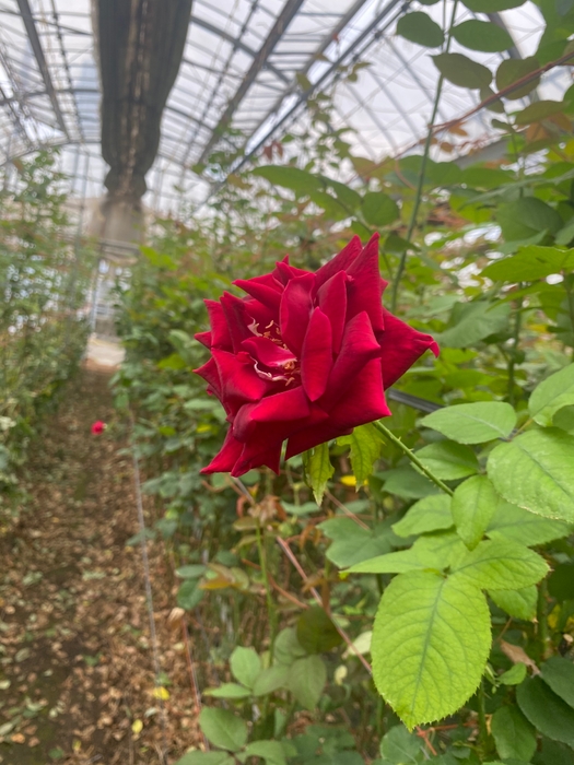 圃場の中で開花したパパメイアン