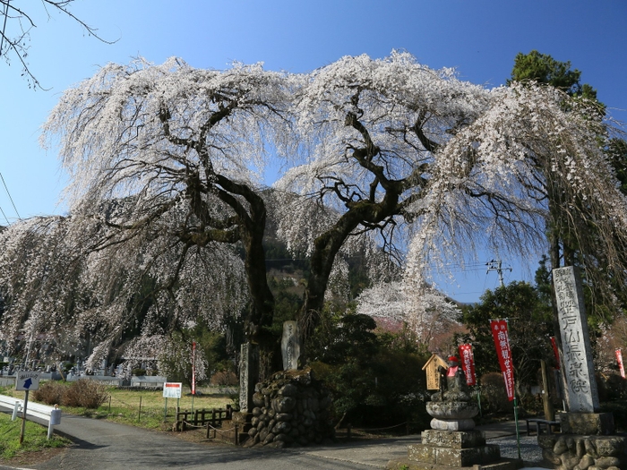 過去の様子(長泉院)