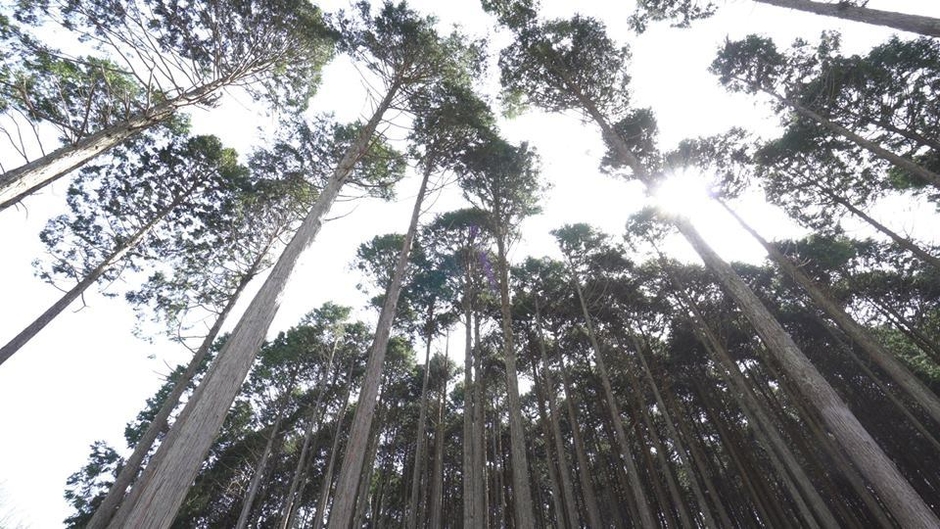 箱：六甲山の間伐材を使用(山崎 正夫担当)