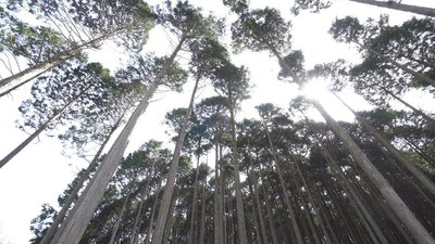 箱：六甲山の間伐材を使用(山崎 正夫担当)