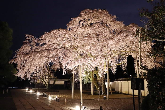 三宝院　太閤しだれ桜